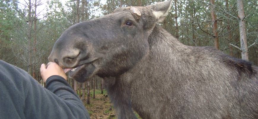 Dalsland Moose Ranch - Elch leckt Hand